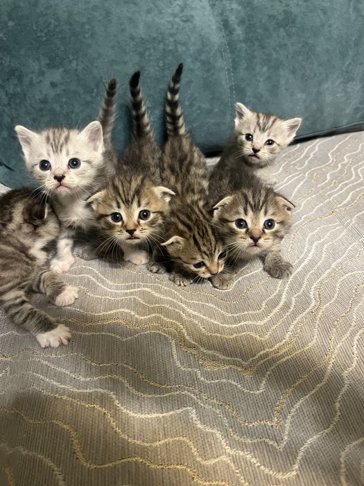 Продам котят , шотланские вислоухие