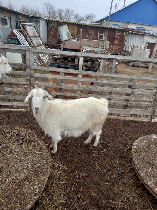 Ешкілер сатылады