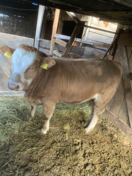 Vand 2 taurasi angus