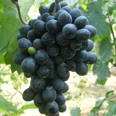 Vita de Vie (Soiuri De Masa Negru )