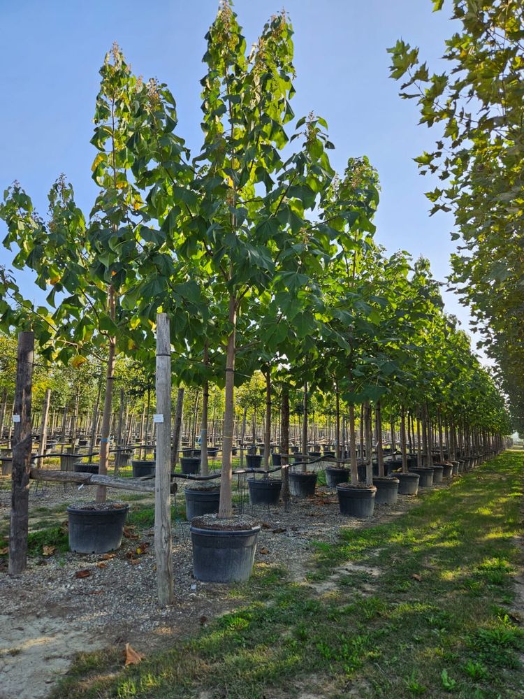 Paulownia avem toate dimensiunile