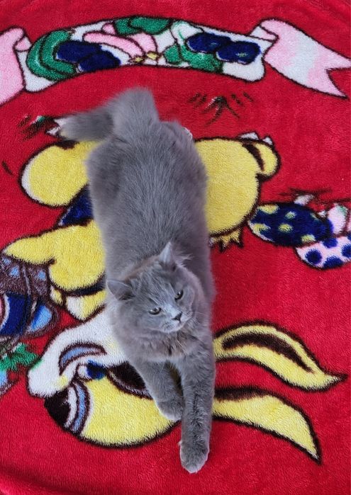 British longhair