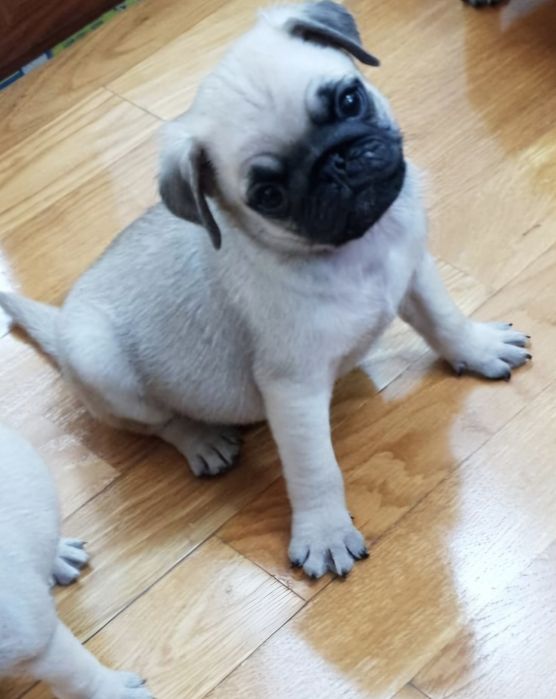 Mops/Pug/Pag TRANSPORT GRATUIT in toata RO