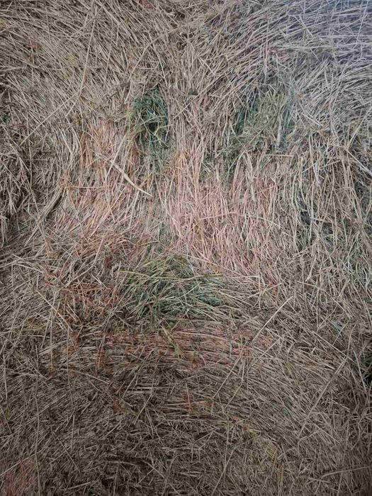 Рулонни бали люцерна и млечен зелен овес