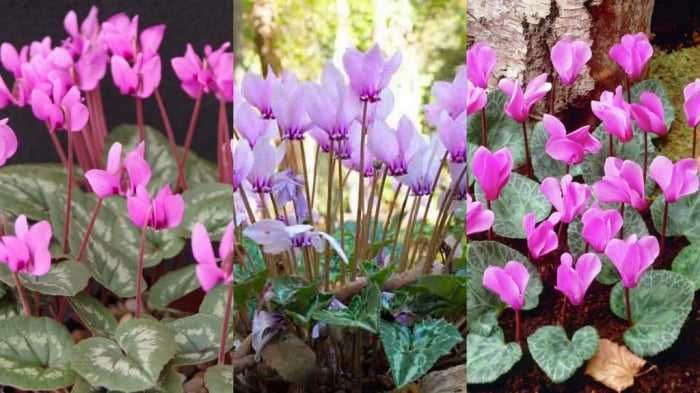 Bulbi de zambile si alte flori de primavara