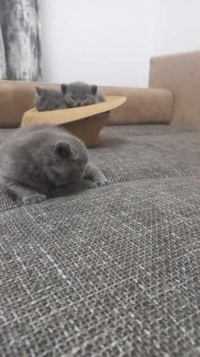 Pisoi British 2 luni