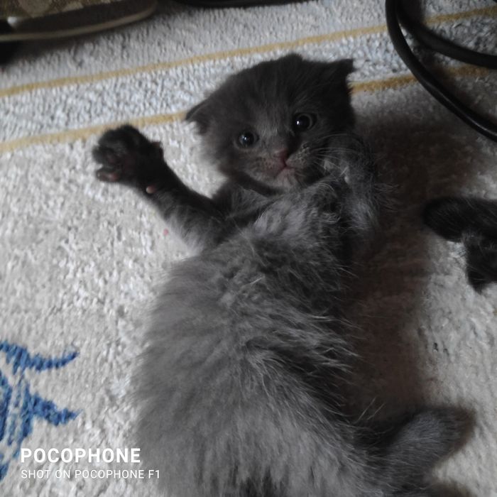 Продам котят вислоухих и прямоухие