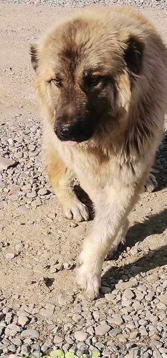 Adoptie adult metis ciobanesc