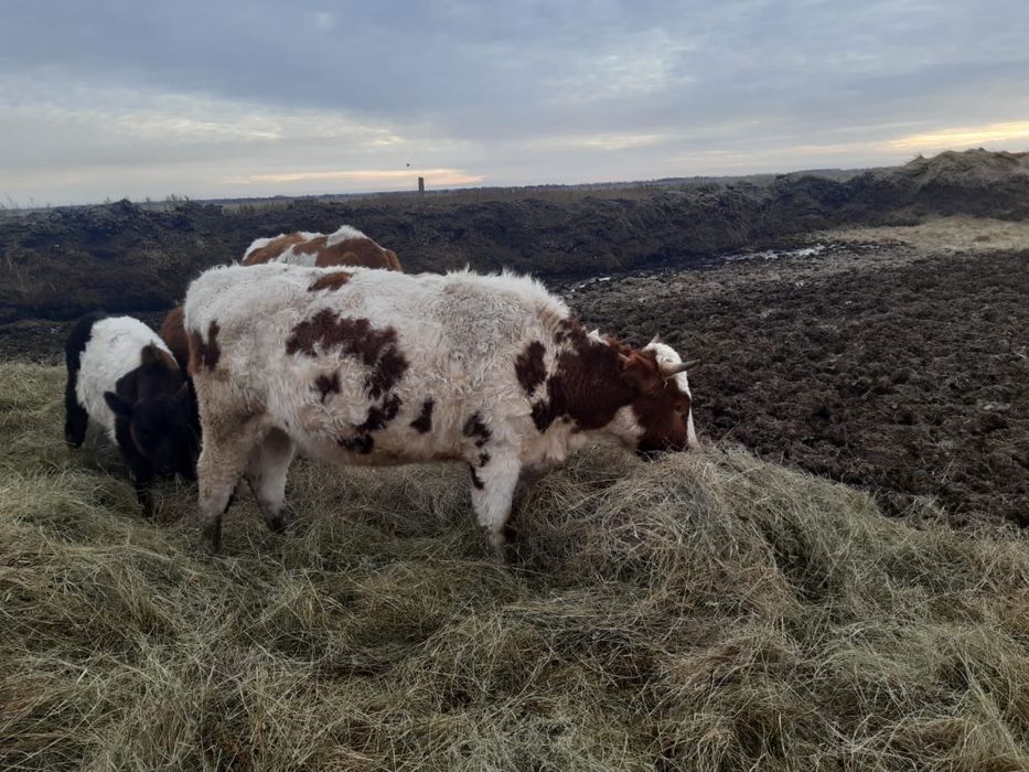 Күздікке құнажын сатамын 1,5 жасар