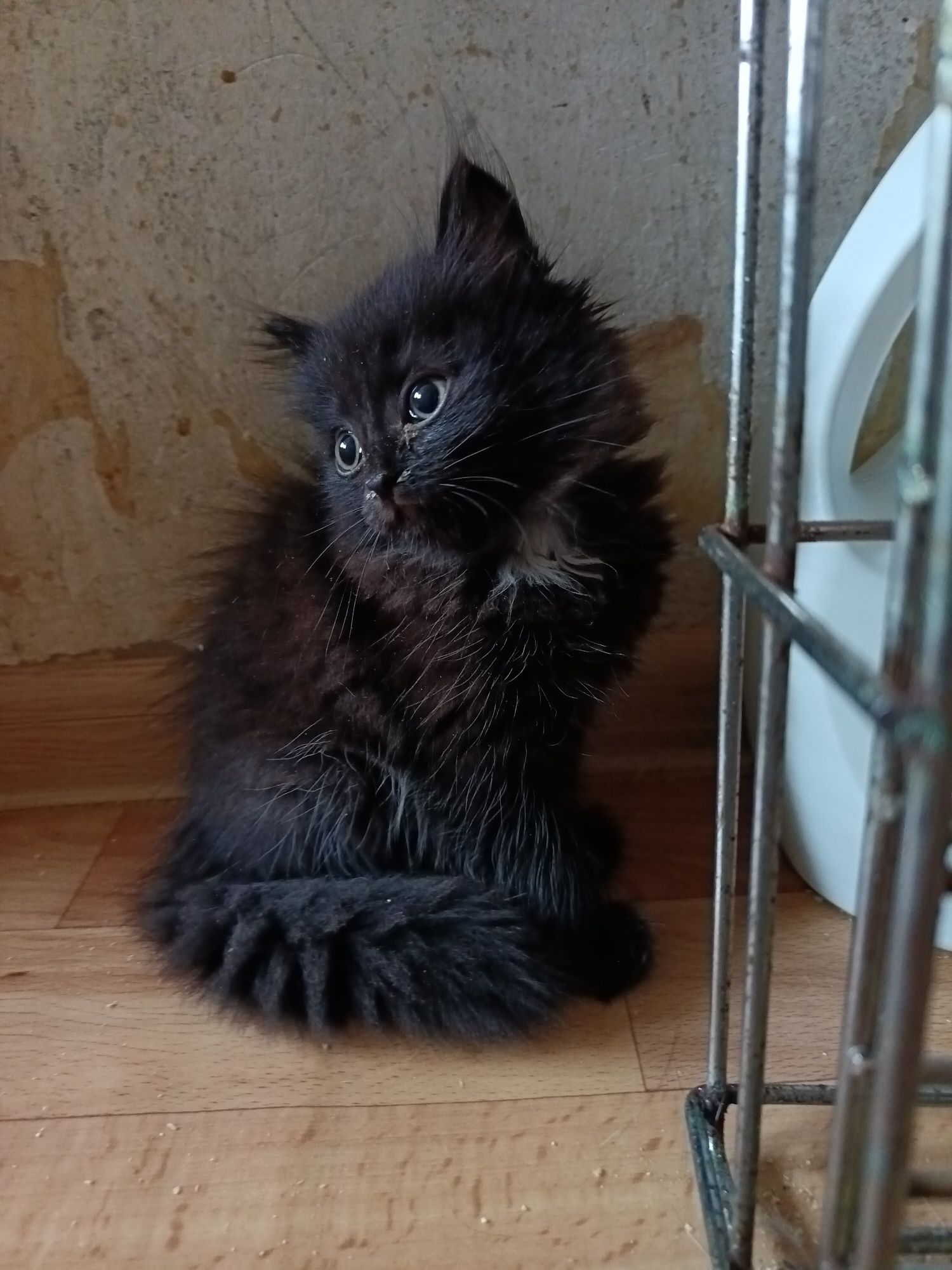 Отдам котят-девочек