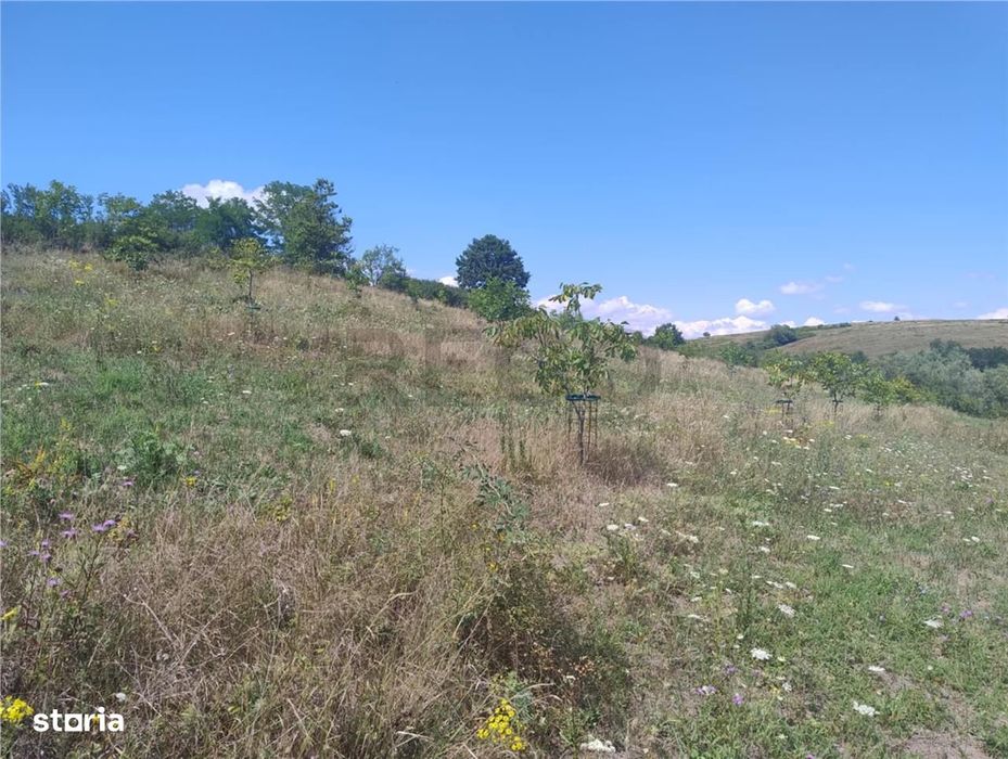 RECO Teren intravilan, Topesti