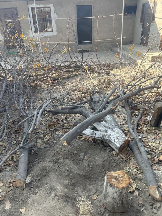 2-3 Ағаш аралайтындар керек