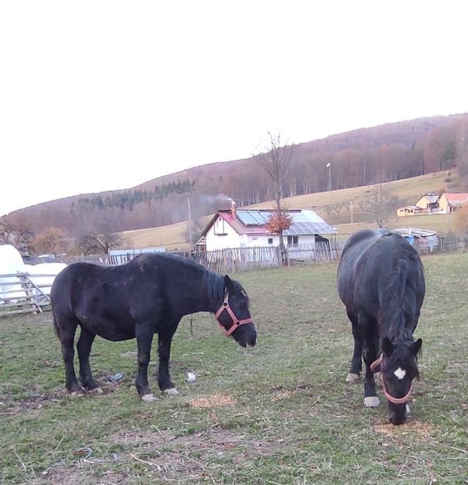 Vând 2 iepe Vamă -Buzaului