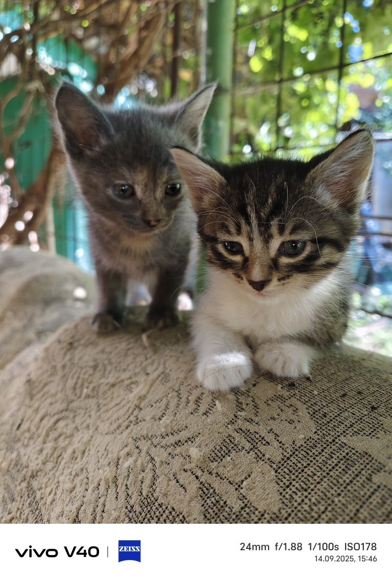 Котята в добрые руки