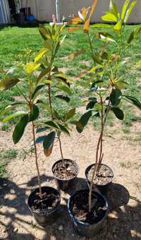 Photinia Red robin