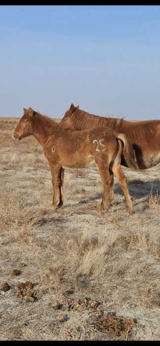 Жабагы кырда уйирде жур