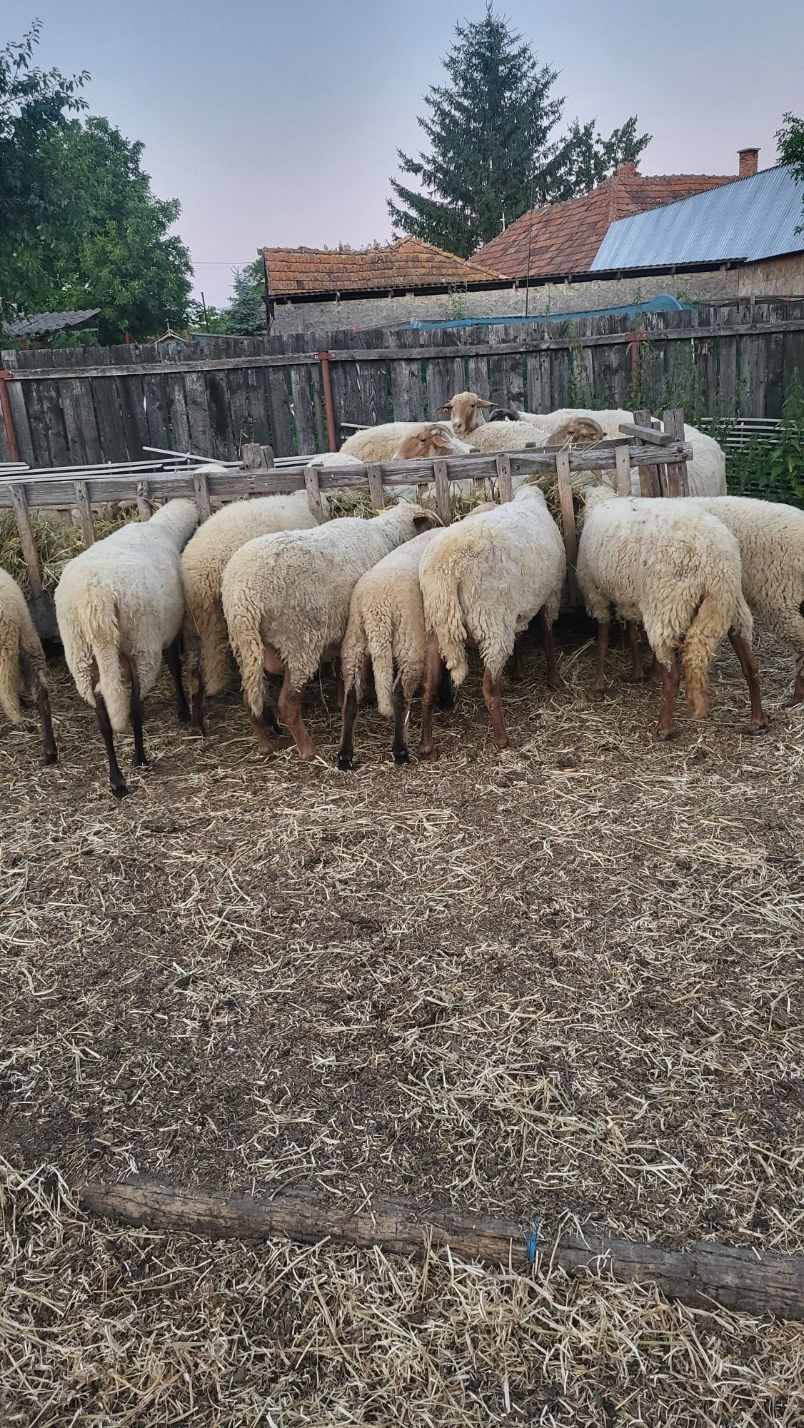 Oi cu miei de vânzare
