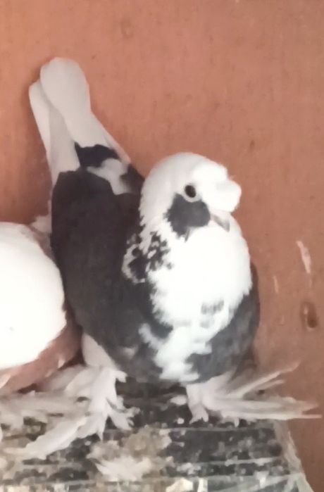 Кабутар кафтар Голуб