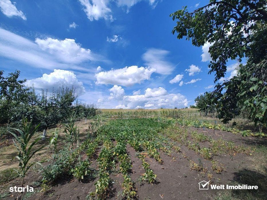 Casa veche, toate utilitatile, Pata, 5808 mp, tot intravilan, front 19