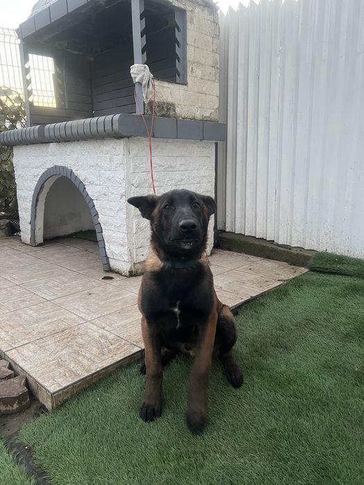 Ciobanesc German Malinois