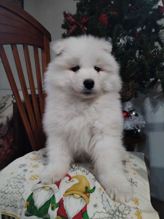 Прекрасни самоедчета.