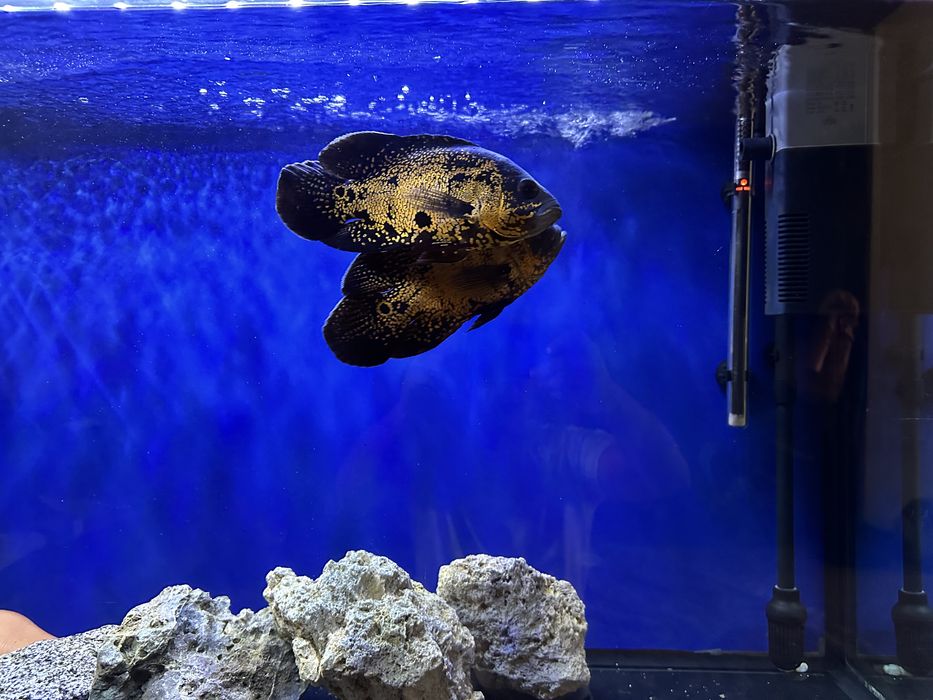 Аквариум акриловый 300 л с рыбами. Астронатусы 3 шт. Парчовые 2 шт.