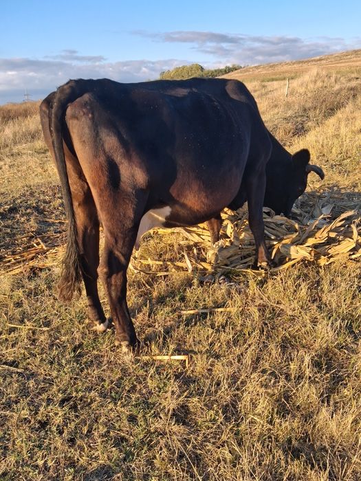 Vând vaca gestanta in 8 luni