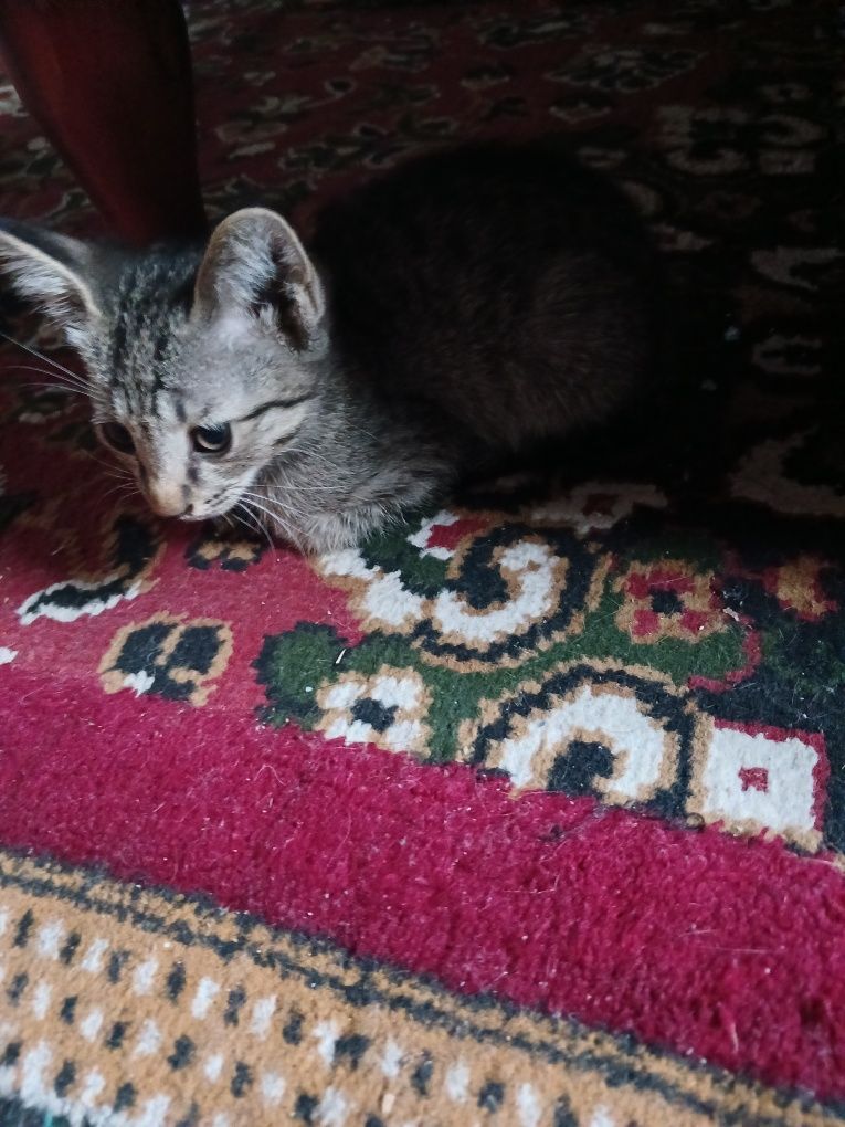Xadiyaga beriladi