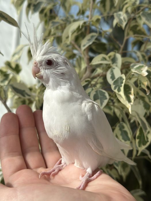 Белая корелла птенцы