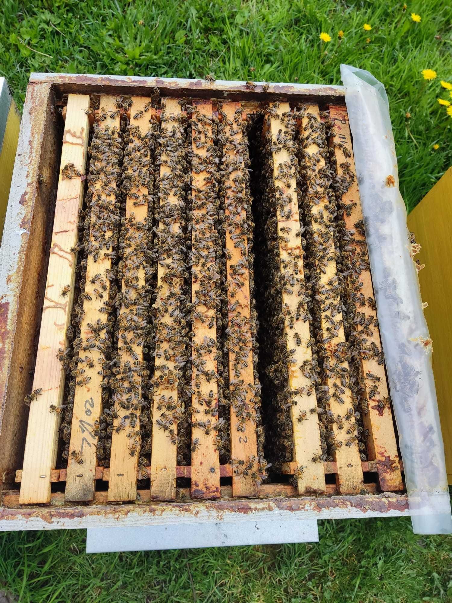 Vand roiuri de albine la PACHET- matci Buckfast