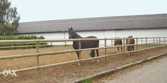 Manejuri pentru cai , padocuri , cavaletti , rotative