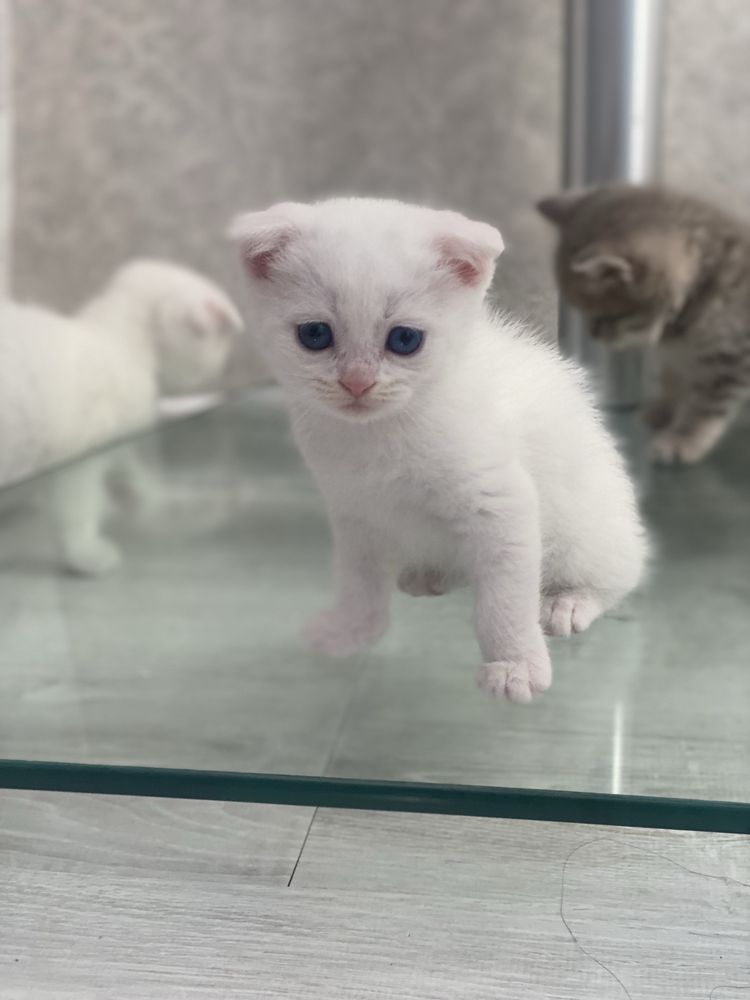 Продаются котята Scottish Fold и Scottish Straight!