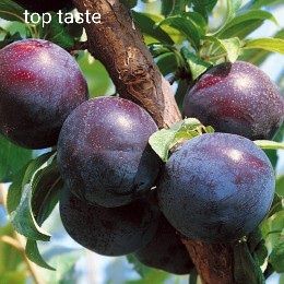 Pruni la oferta pachet de 10 bucati anul 3 coroana formata- 170 lei