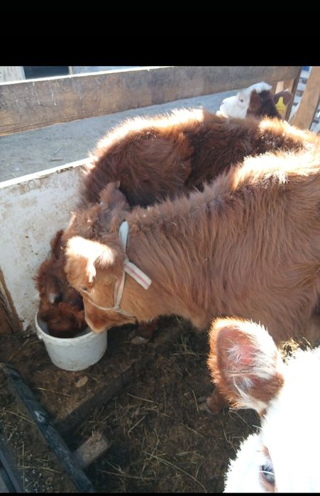 Баспак сатылады 1 еркек 1 ургашы багасы 210 000  тг