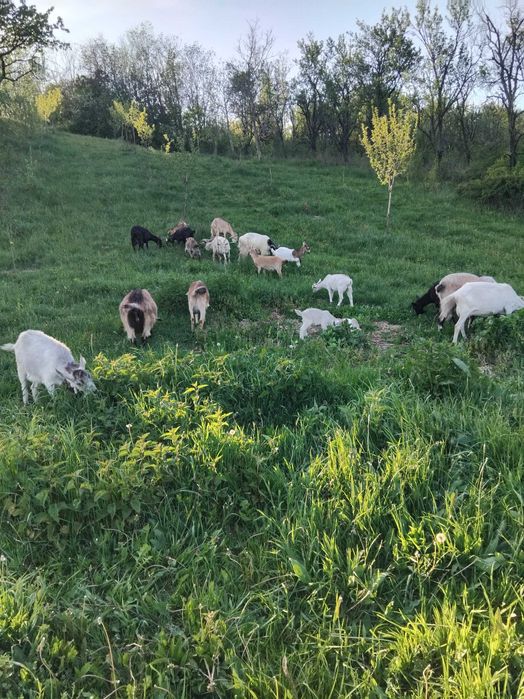 Capre tanere de vanzare