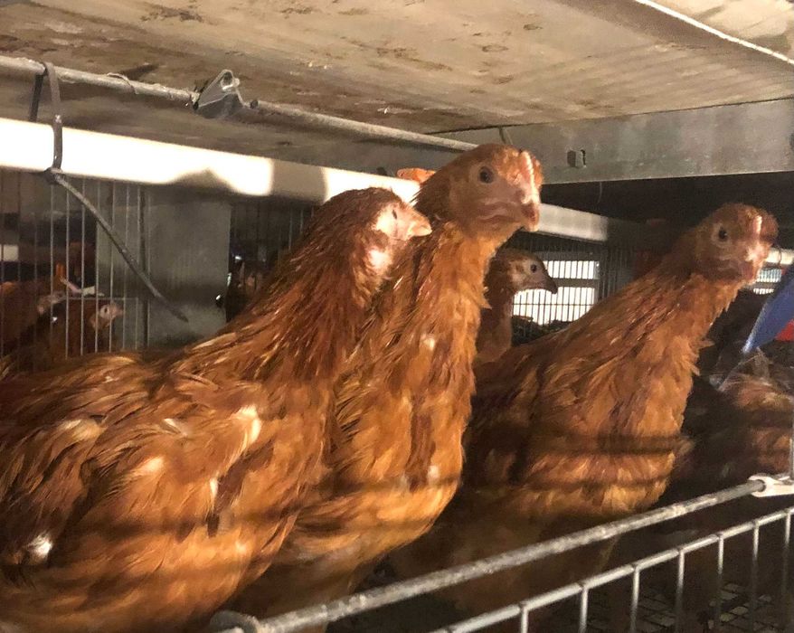 Avicola Balagri srl, Vinde puicuțe ouătoare Lohmann Classic