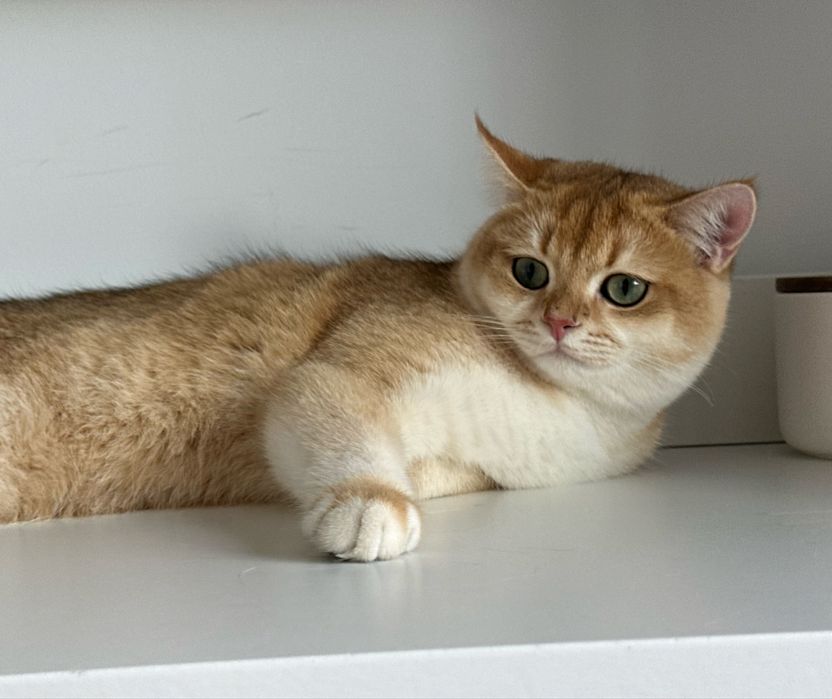Baietel SUPERB british shorthair chinchilla gold, pedigree WCF !!!