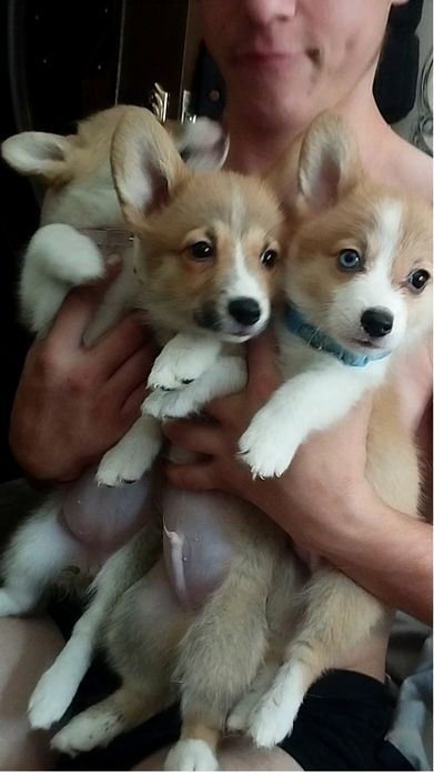 В продаже вельш пемброк корги