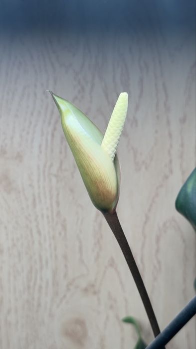 Анубиас гигант, аквариумное растение