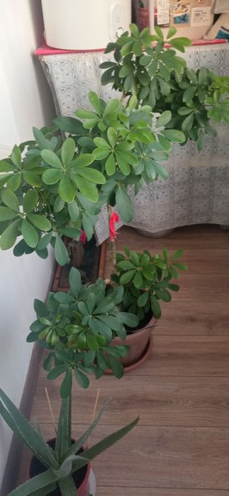 Продается цветы шефлера для дома офиса и салона красоты