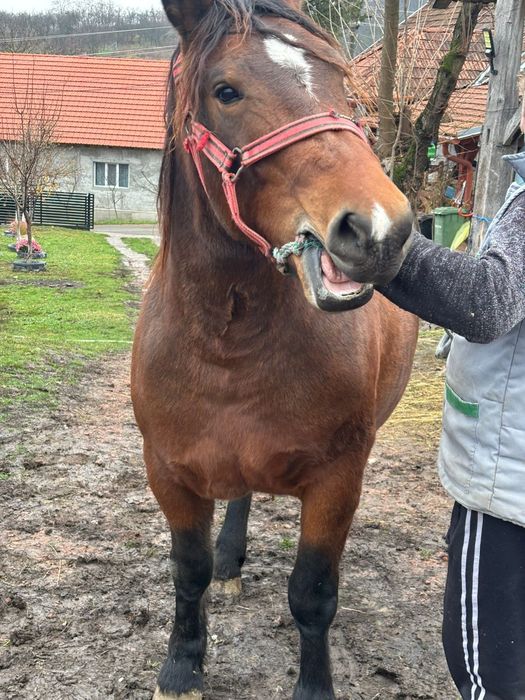 Vănd mânză de doi ani jumate