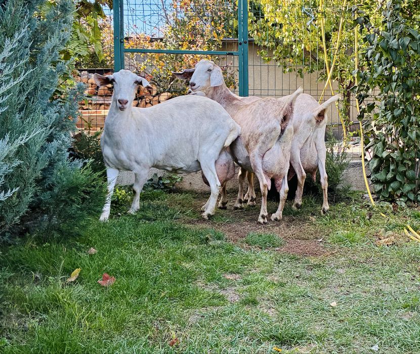 Capra metis 75%  Anglonubian 25% Saanen