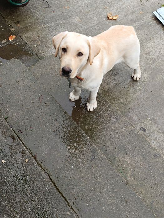 Donez cățelușa rasa Labrador