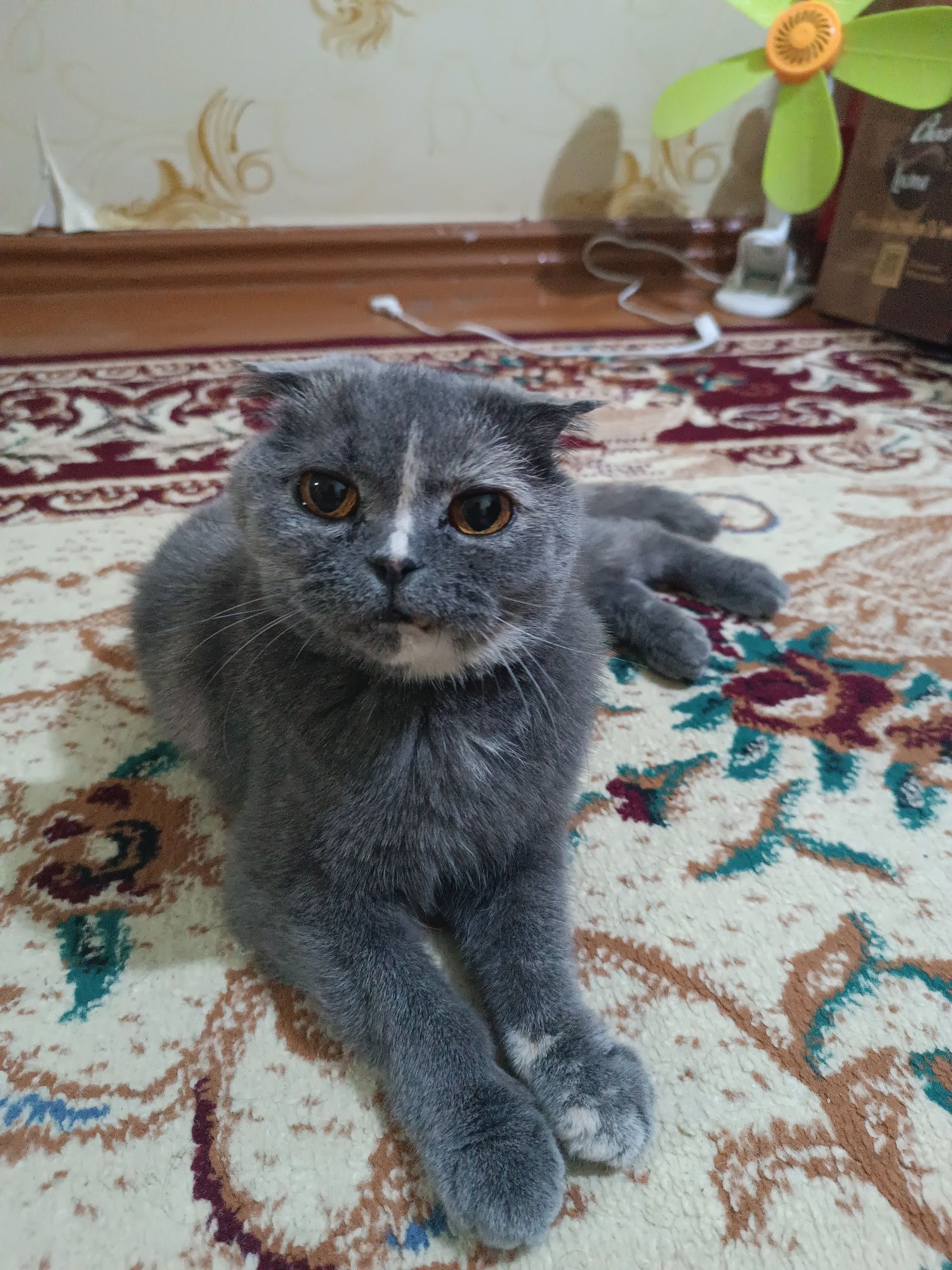 вислоухий кот умный