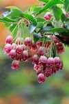 Енкиантус кампанулис/ enkianthus campanulatus