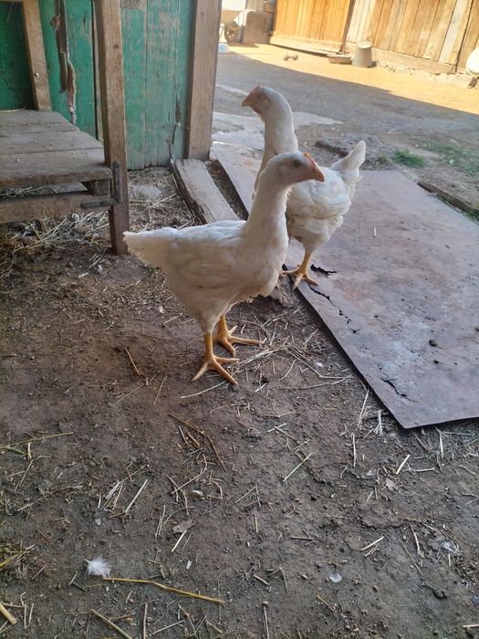 Продам броллеры живьём или разделанные тушки