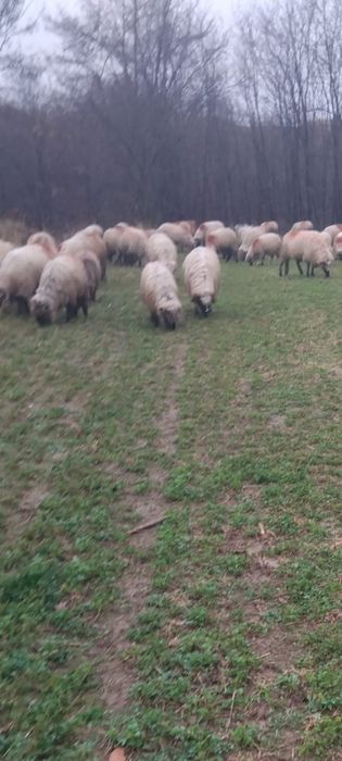 Vând 25 de oi și 5 melute