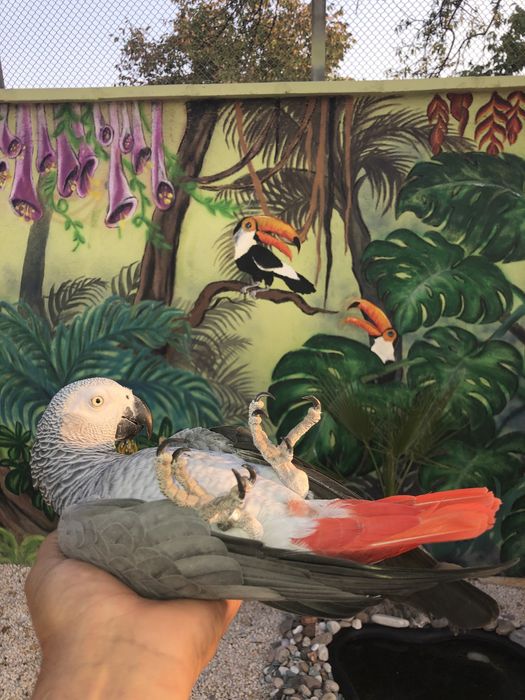 Папагали Жако-Конго