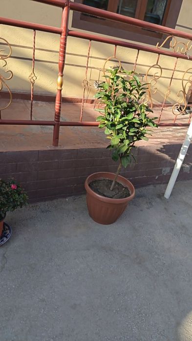 Kamelia gullari sotuvda katta va kichigi kochatlar