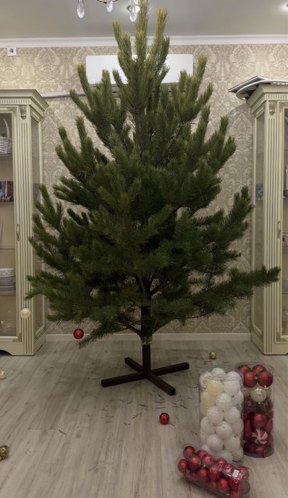 Живая елка, новогодняя сосна , ель